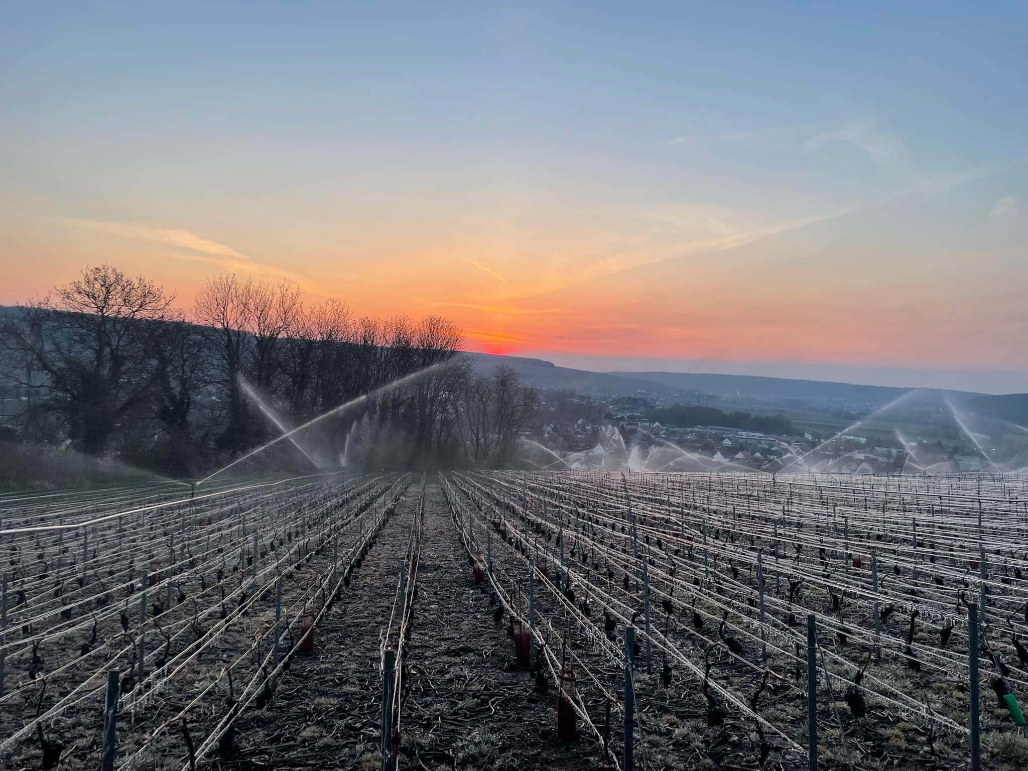 Domaine viticole de champagne Aisne 